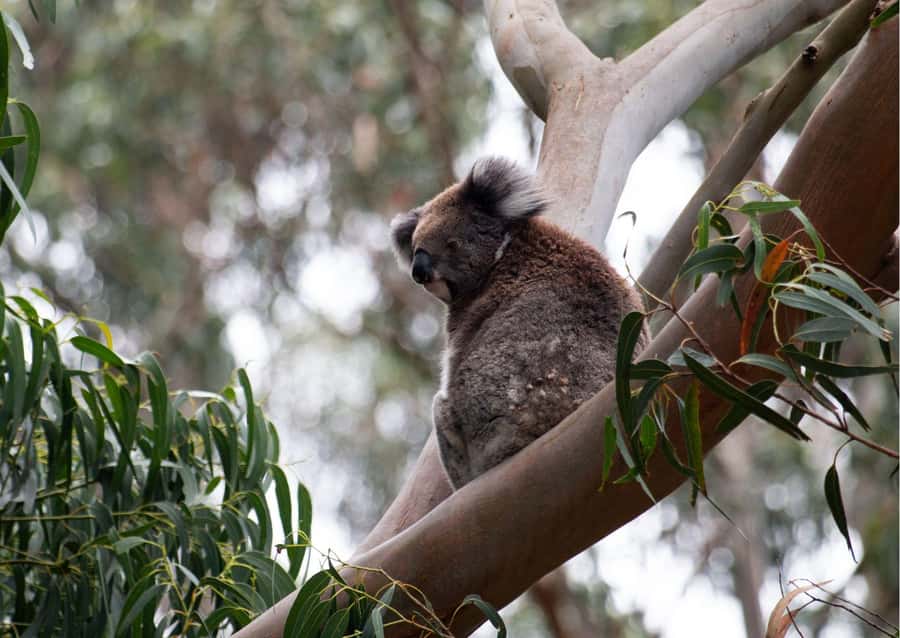 From Melbourne: Great Ocean Road & 12 Apostles Full-Day Tour - Anglesea and Memorial Arch set the scene