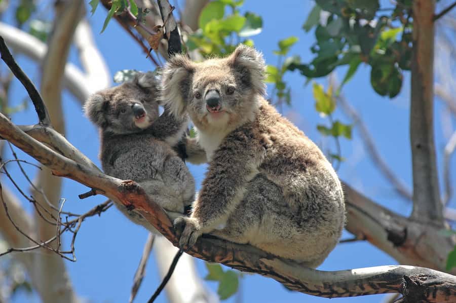 From Melbourne: Great Ocean Road, 12 Apostles, Wildlife Tour - Key things to know before you book