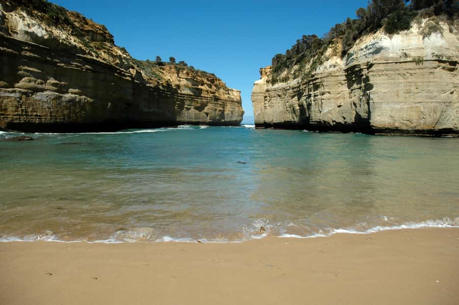 From Melbourne: Great Ocean Road, 12 Apostles, Wildlife Tour - Walking among some of the world’s tallest trees