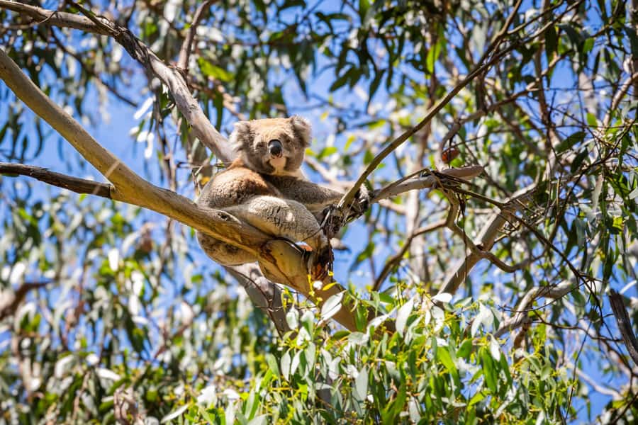 From Melbourne: Great Ocean Road Boutique Tour in Reverse - Maits Rest and the Great Otway rainforest