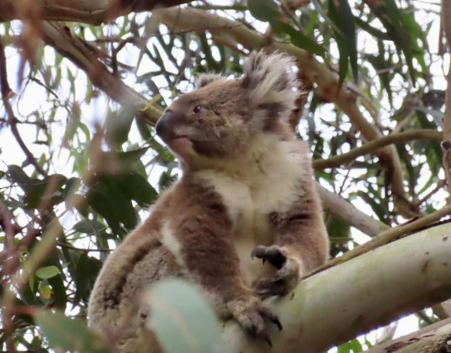 From Melbourne: Great Ocean Road Boutique Tour in Reverse - Lorne and Teddy’s Lookout