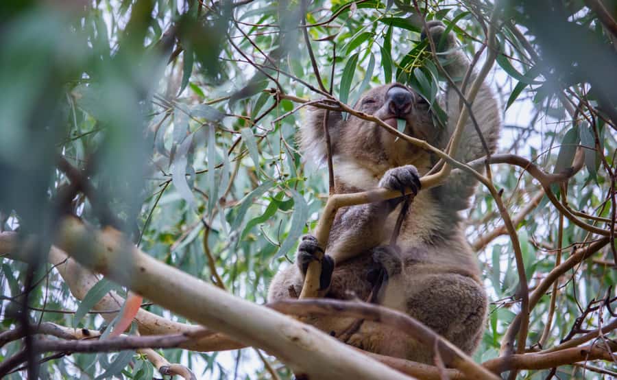 From Melbourne: Great Ocean Road Full-Day Guided Trip - Why this Great Ocean Road trip works as a day tour