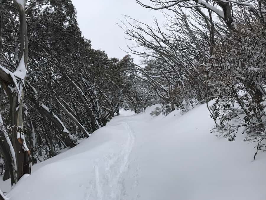 From Melbourne: Mt Buller Snow Day Small Group Boutique Tour - What happens when the weather turns