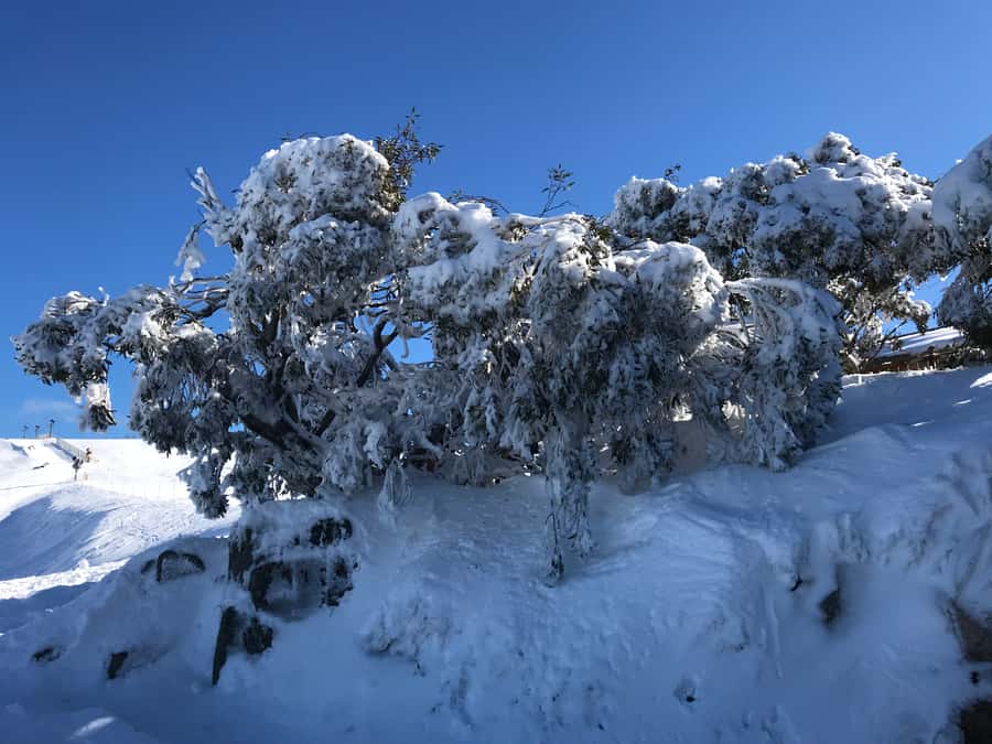 From Melbourne: Mt Buller Snow Day Small Group Boutique Tour - Leaving Melbourne at 6am