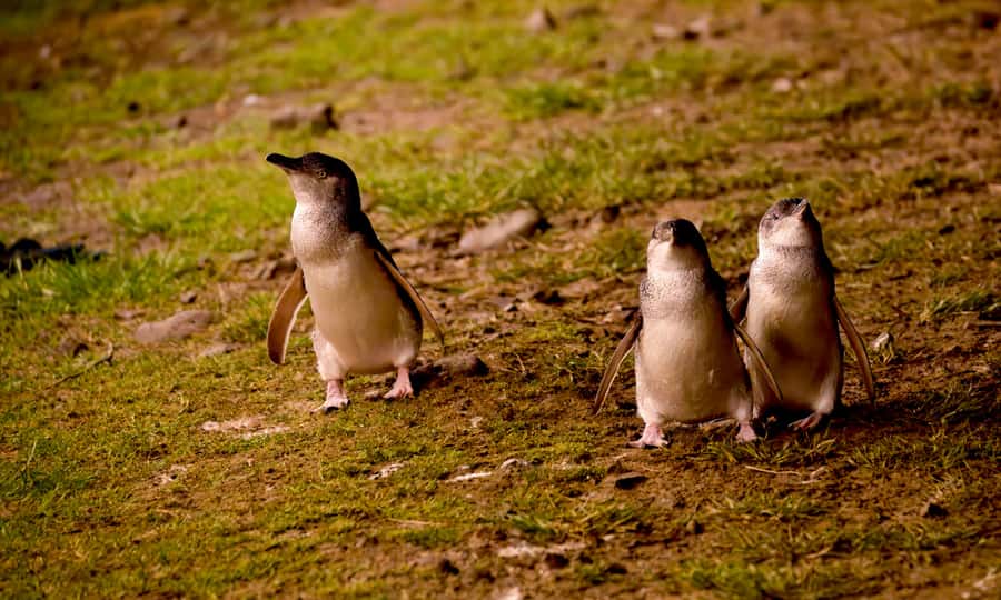 From Melbourne: Penguin Parade Afternoon Tour - Key points at a glance