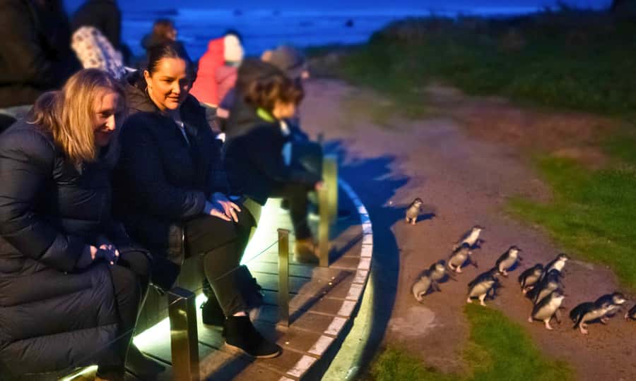 From Melbourne: Penguin Parade Afternoon Tour - Cape Woolamai adds a seasonal coastal stop