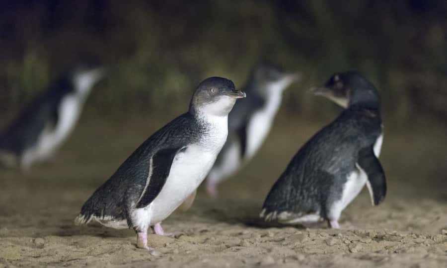 From Melbourne: Penguin Parade Afternoon Tour - The Nobbies gives you Phillip Island’s best sea views