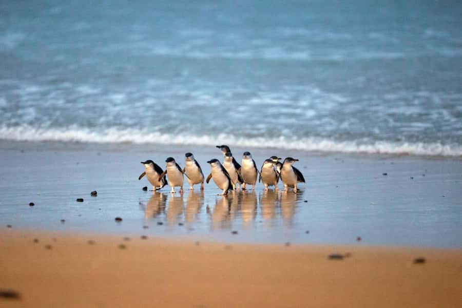 From Melbourne: Penguin Parade and Koalas Tour - Why the Penguin Parade is worth the long day