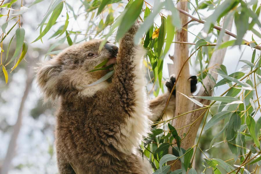 From Melbourne: Penguin Parade and Koalas Tour - Woolamai Beach and Cape Woolamai add fresh air