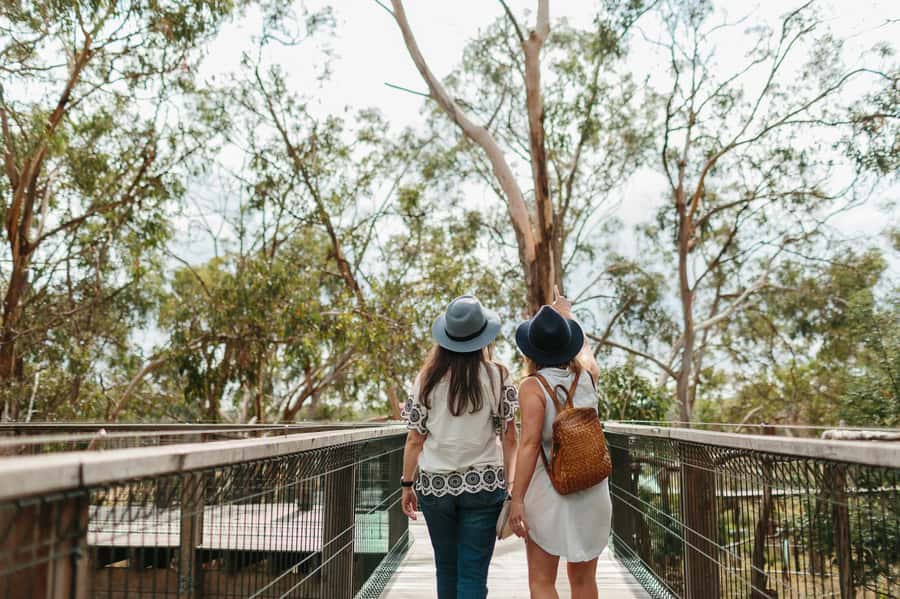 From Melbourne: Penguin Parade and Koalas Tour - What the $115 price includes