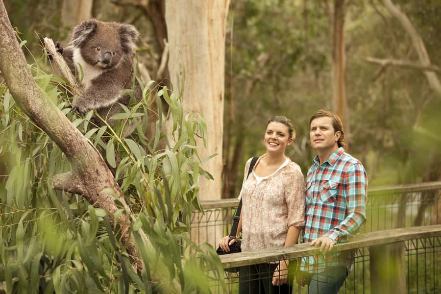 From Melbourne: Penguin Parade and Koalas Tour - Penguin Plus, general viewing, and the no-photo rule