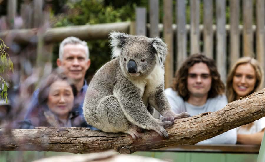 From Melbourne: Penguin Parade, Koalas & Kangaroos - Is the $112 price good value?