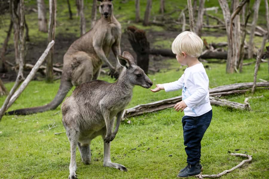 From Melbourne: Penguin Parade, Koalas & Kangaroos - The Nobbies Boardwalk and southern coast