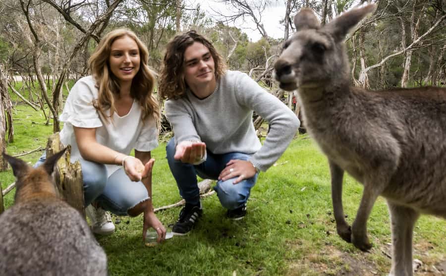 From Melbourne: Penguin Parade, Koalas & Kangaroos - What to eat and what to pack