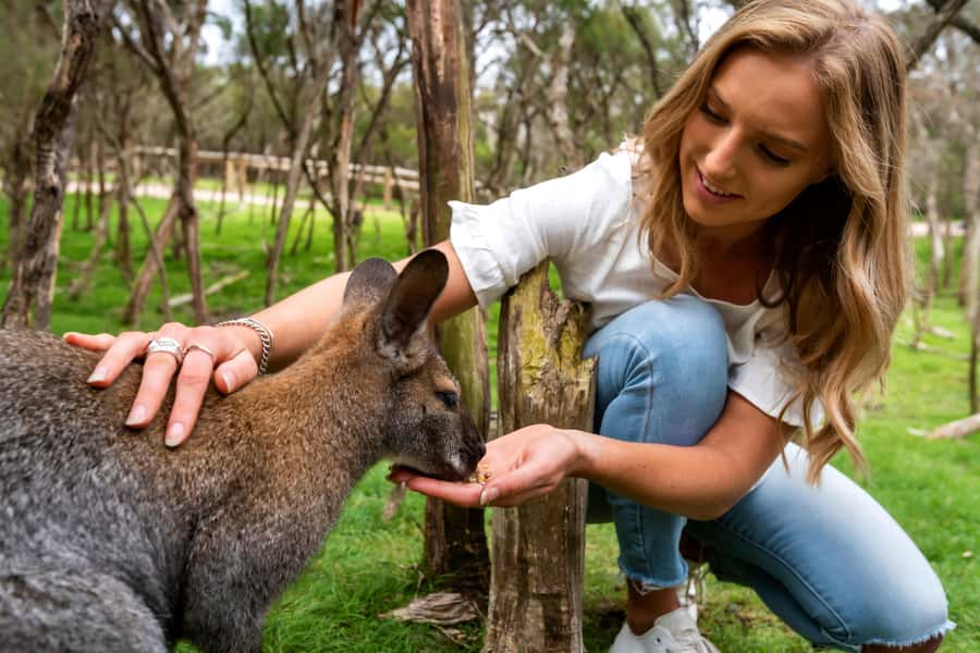 From Melbourne: Penguins and Wildlife Nature Day Tour - Why this Melbourne wildlife day works