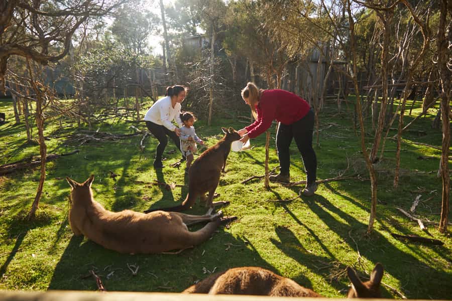 From Melbourne: Penguins and Wildlife Nature Day Tour - Moonlit Sanctuary and close Australian wildlife