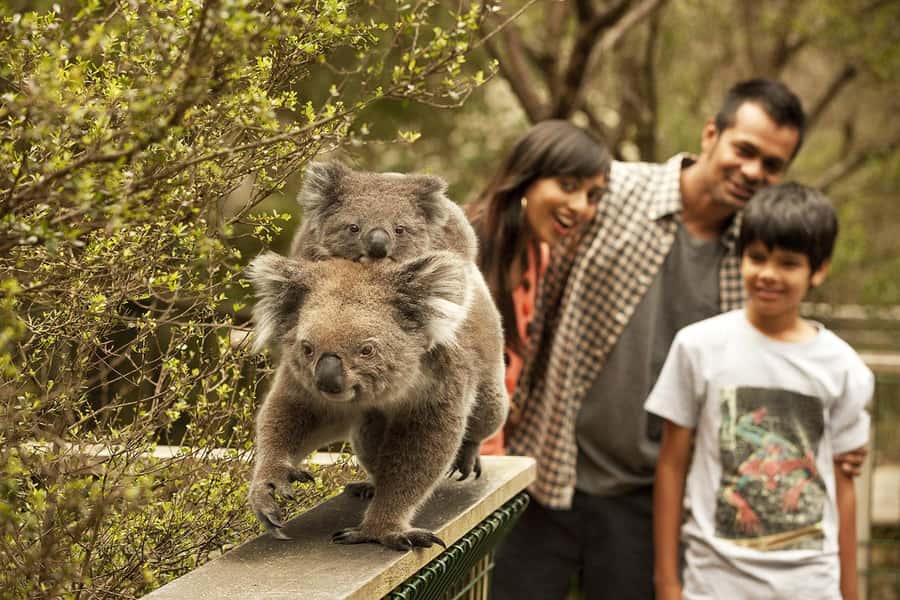 From Melbourne: Phillip Is Penguin Parade & Koala Reserve - Why the Penguin Parade is worth the late night
