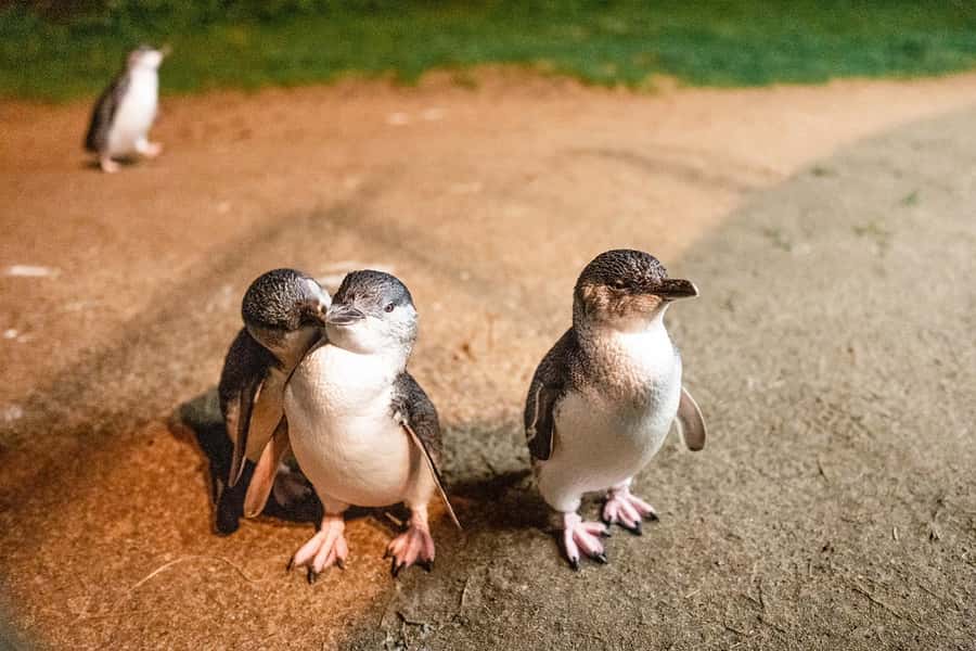 From Melbourne: Phillip Is Penguin Parade & Koala Reserve - Brighton Beach starts the coastal story