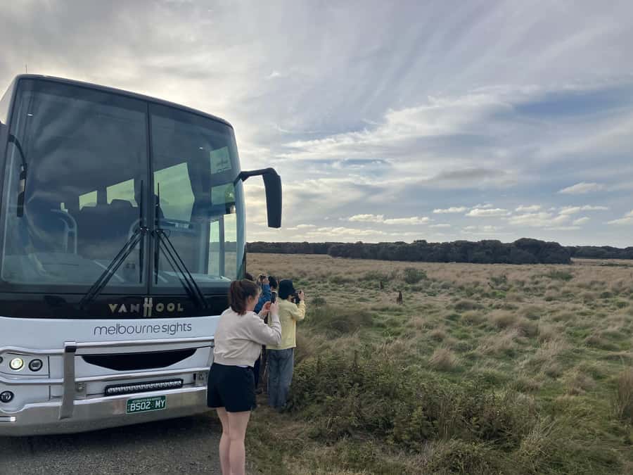 From Melbourne: Phillip Is Penguin Parade & Koala Reserve - Koalas among the trees at the conservation reserve