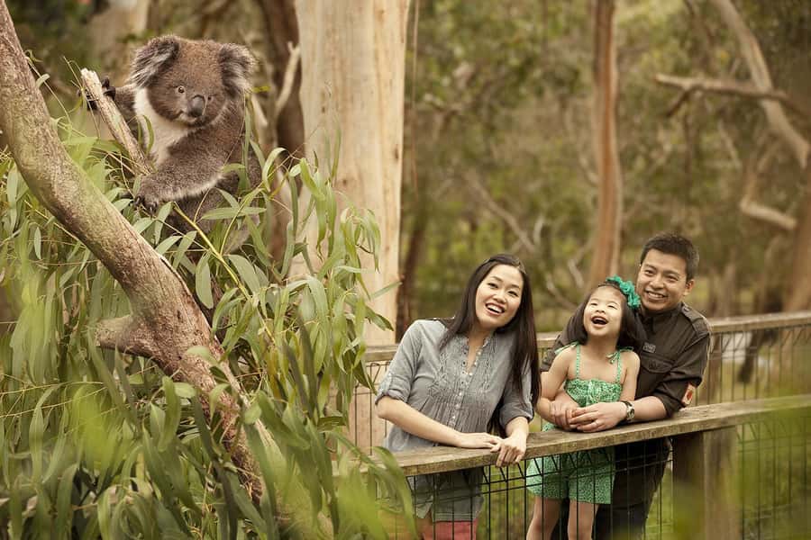 From Melbourne: Phillip Is Penguin Parade & Koala Reserve - The Nobbies and Seal Rocks show Phillip Island at its wildest