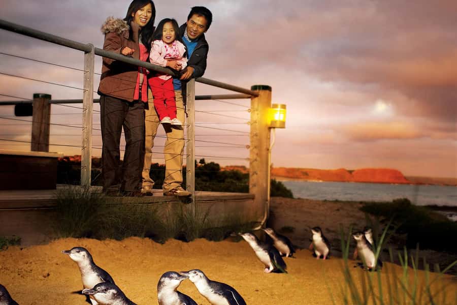 From Melbourne: Phillip Is Penguin Parade & Koala Reserve - The 11am start makes the day easier