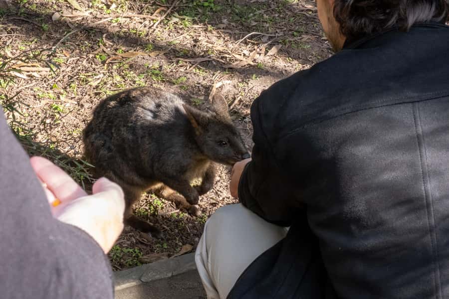 From Melbourne: Phillip Island and Penguin Parade Day Tour - Why the Penguin Parade is worth the long day
