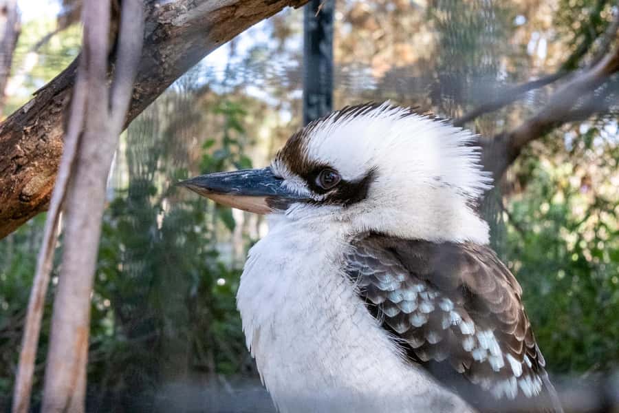 From Melbourne: Phillip Island and Penguin Parade Day Tour - Who will enjoy this Phillip Island day trip