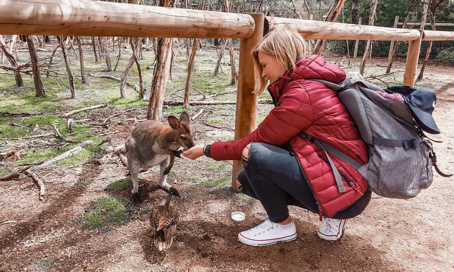 From Melbourne: Phillip Island Penguin Parade Eco Tour - Key points to know before you book