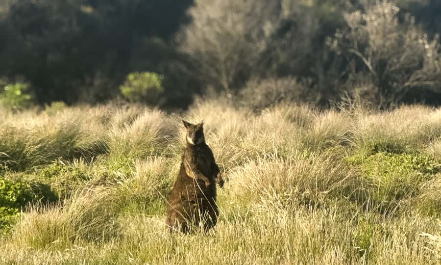 From Melbourne: Phillip Island Penguin Parade Eco Tour - Eating, timing, and the late return
