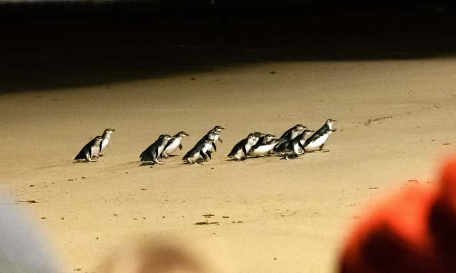 From Melbourne: Phillip Island Penguin Parade Eco Tour - Moonlit Sanctuary gives the day an early wildlife start