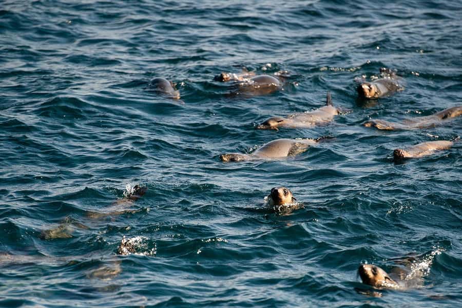 From Melbourne: Phillip Island Penguin Parade Express Tour - Key points at a glance