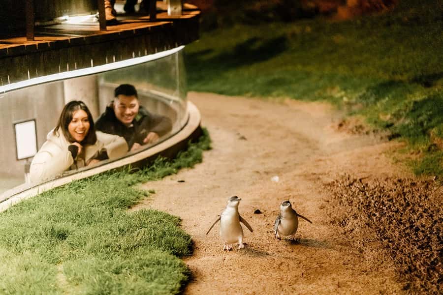 From Melbourne: Phillip Island Penguin Parade Express Tour - Choosing your Penguin Parade seat