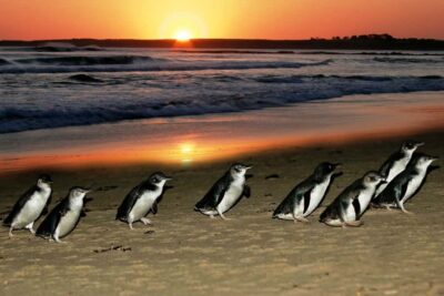 Puffing Billy and Penguin Parade Combo Tour