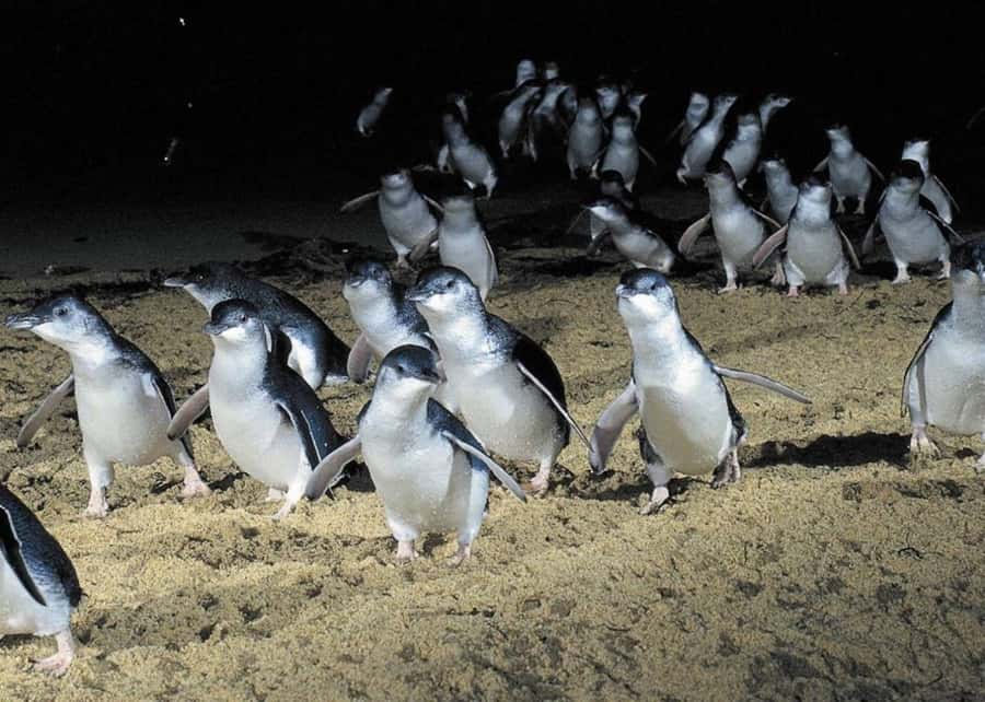 From Melbourne: Puffing Billy and Penguin Parade Combo Tour - The Nobbies brings the ocean into the day