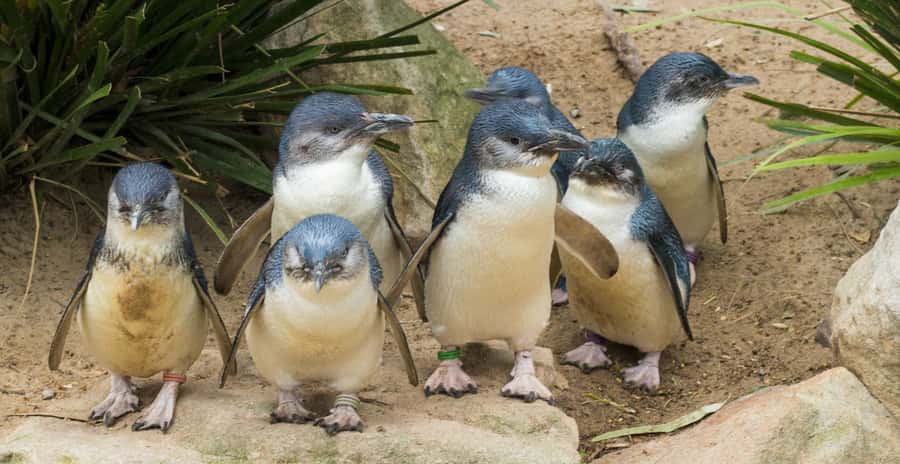 From Melbourne: Puffing Billy and Penguin Parade Combo Tour - The Penguin Parade after sunset