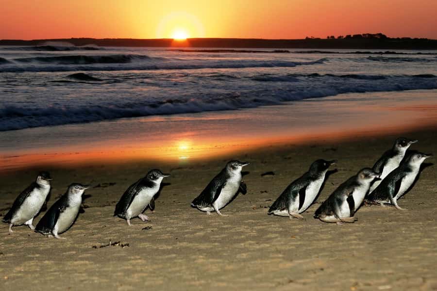 From Melbourne: Puffing Billy and Penguin Parade Combo Tour - Puffing Billy through the Dandenong Ranges