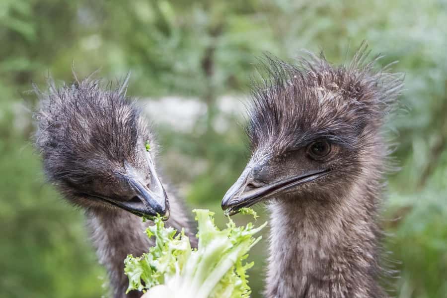 From Melbourne: Puffing Billy Steam Train & Wildlife Tour - A pause at Lakeside Visitor Centre