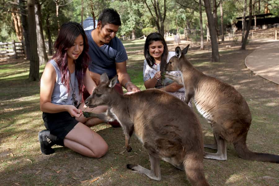 From Melbourne: Puffing Billy Steam Train & Wildlife Tour - Small details that make the day better