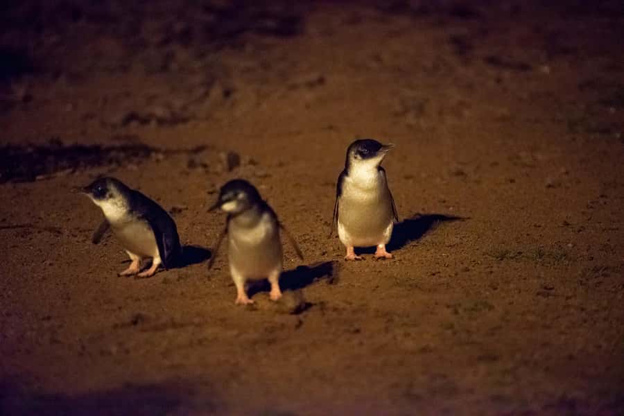 From Melbourne: Puffing Billy Train & Penguin Wildlife Tour - What the guides add to the day