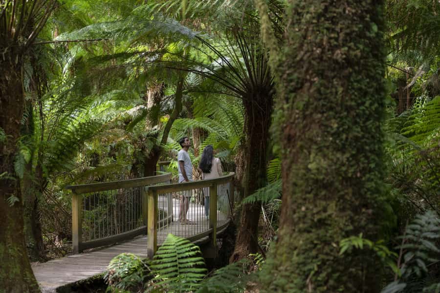 From Melbourne: Reverse Great Ocean Road Day Trip with Lunch - Key points to know before booking