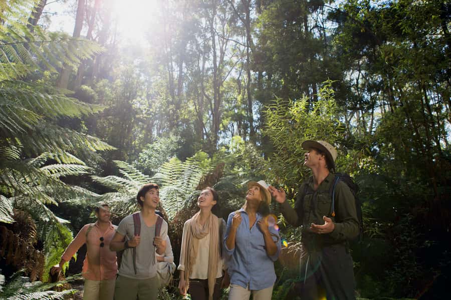From Melbourne: Reverse Great Ocean Road Day Trip with Lunch - What the bus ride is really like