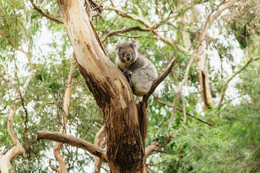 From Melbourne: Small-Group Great Ocean Road Day Trip - Wildlife spotting at Kennett River and beyond