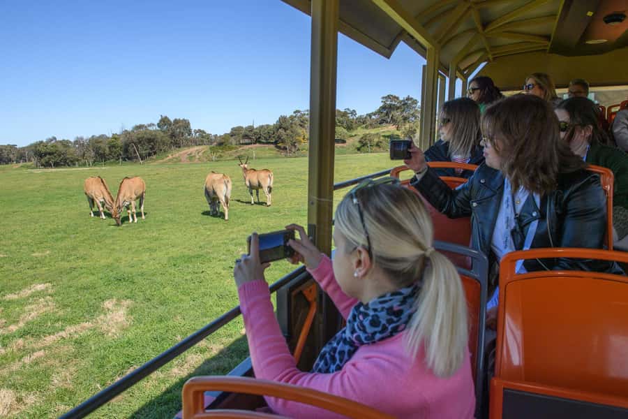 From Melbourne: Werribee Open Range Zoo & Werribee Mansion - Key points at a glance
