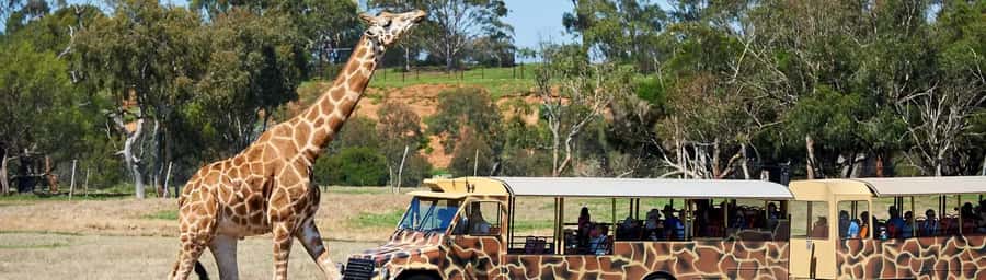From Melbourne: Werribee Open Range Zoo & Werribee Mansion - How much free time will you really have?