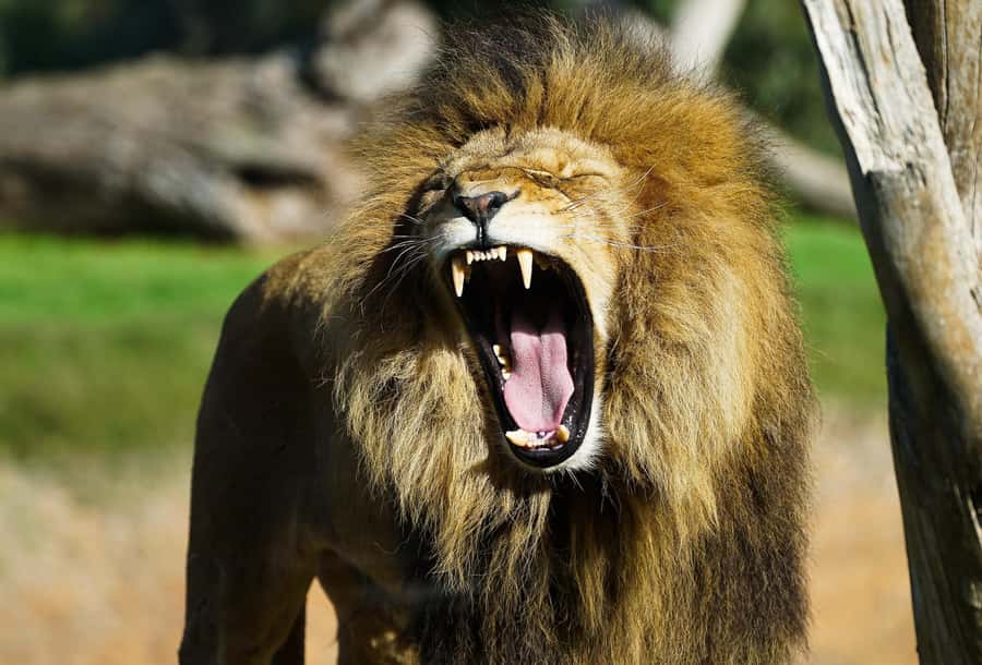 From Melbourne: Werribee Open Range Zoo & Werribee Mansion - Booking flexibility and final practical advice