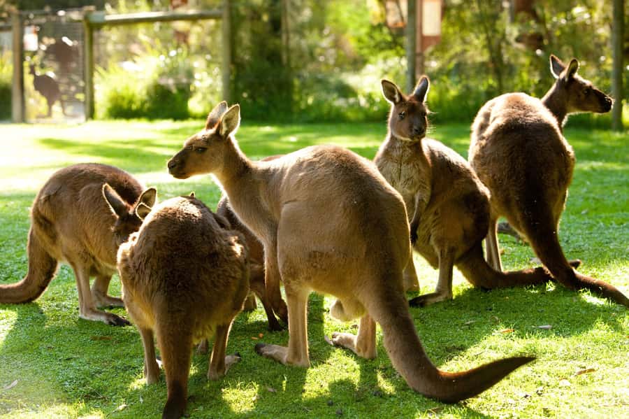 From Melbourne: Yarra Valley Wildlife & Wine Day Tour - From Melbourne to Healesville Sanctuary