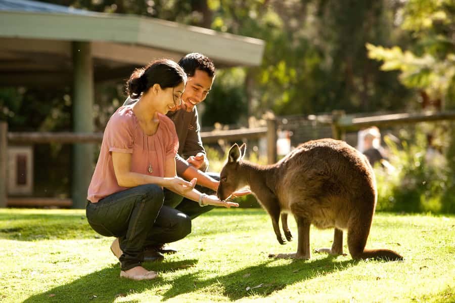 From Melbourne: Yarra Valley Wildlife & Wine Day Tour - Yering Station turns lunch into a main event