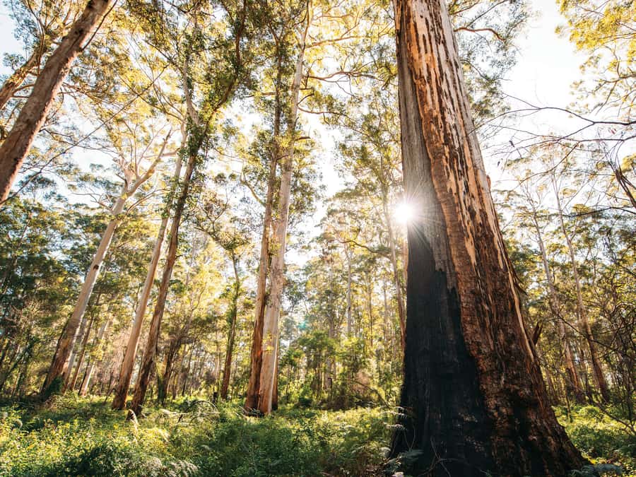 From Perth: 3-Day Margaret River Escape - Key points to know before booking