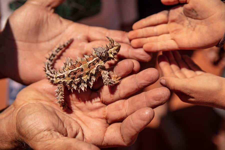 From Perth: Pinnacles Lobster Shack and Yanchep Day Trip - Nambung National Park sets up the main event
