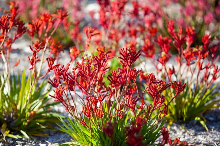 From Perth: Pinnacles Lobster Shack and Yanchep Day Trip - Walking among the Pinnacles